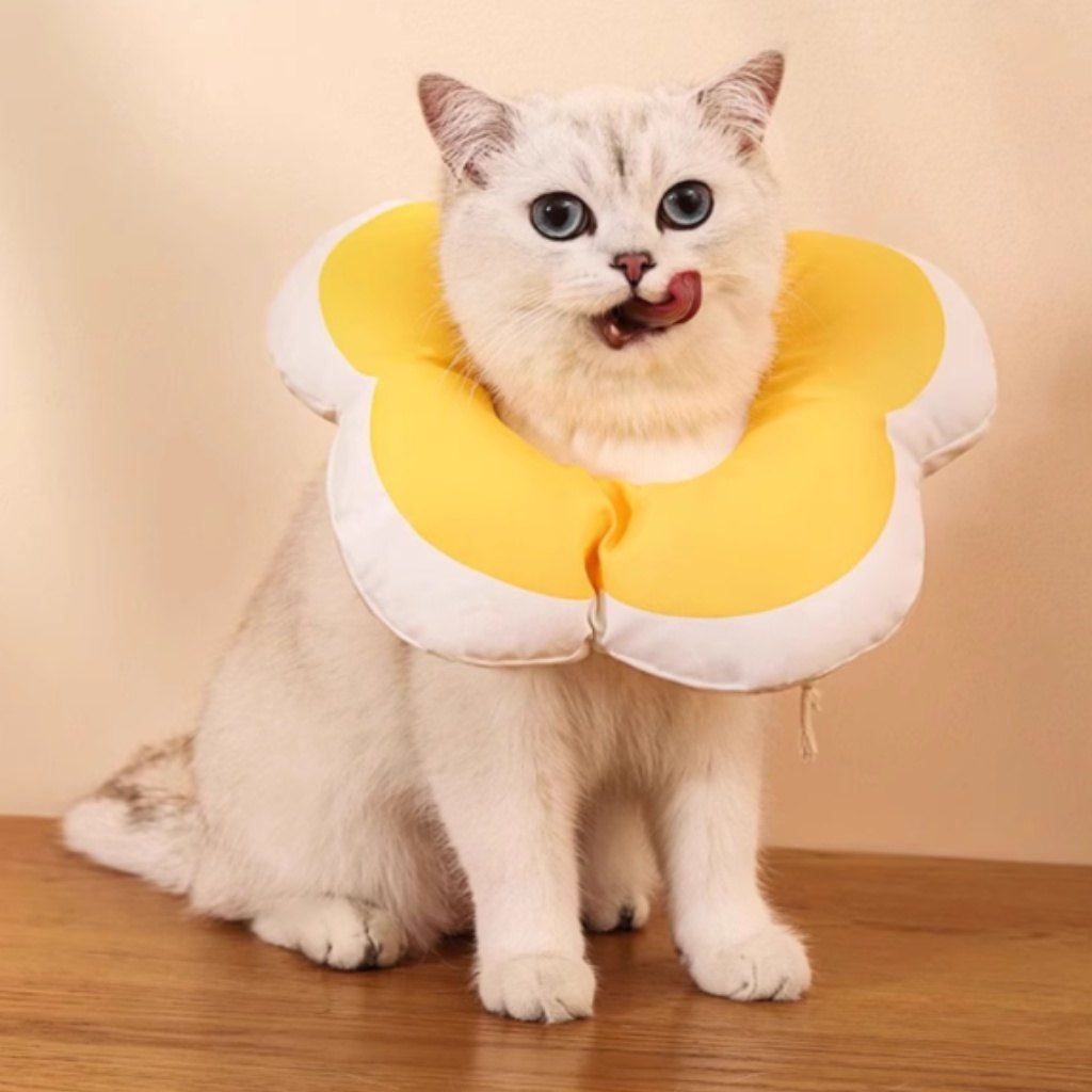 图片展示了一只戴着黄色花朵形状脖套的猫咪。脖套主体为黄色，边缘和内侧为白色，设计可爱。猫咪毛色为白色，带有灰色斑点，表情呆萌，舌头伸出，坐在木质地板上。图片位于商品图设计文档中，可能是用于展示商品的使用效果，直观呈现商品与宠物的搭配情况。